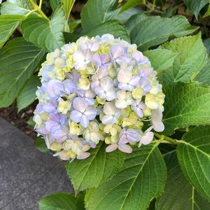 Meet your Posher, Chenyangzi